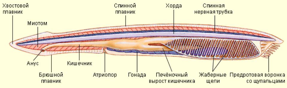 Предмет: Анатомия и физиология центральной нервной системы. Тема: Нервная систем