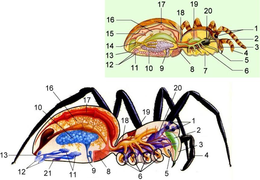 Рассмотрите рисунок раскрасьте цветными карандашами системы внутренних органов паука подпишите их