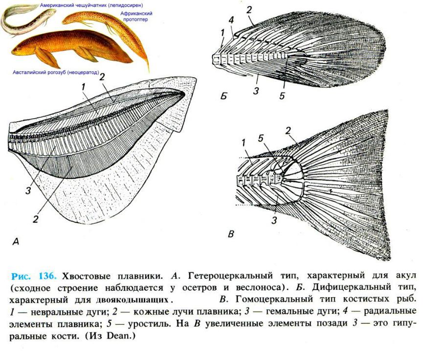 Основание средних лучей хвостового плавника рисунок