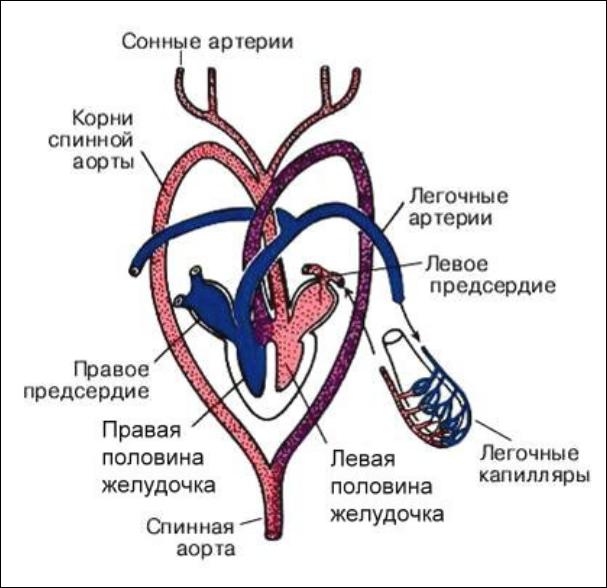 4 сердце пресмыкающихся состоит из. Внутреннее строение ящерицы кровеносная система. Система кровообращения рептилий. Круги кровообращения пресмыкающихся схема. Строение кровеносной системы рептилий.