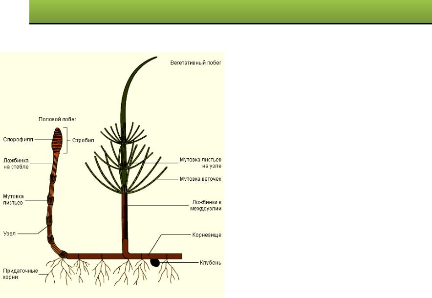 Хвощ полевой корневище. Спорангии хвоща полевого. Хвощ полевой строение спорангий. Вегетативный побег хвоща. Спорангии хвощевидных.