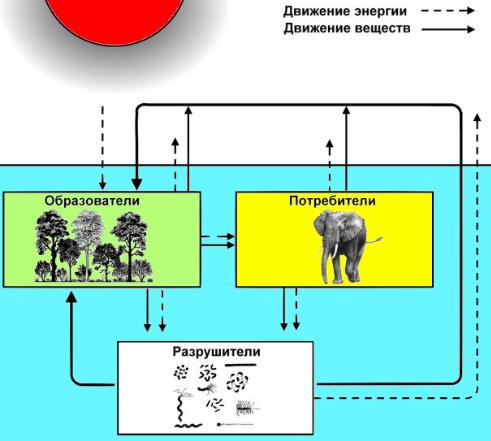 Роль функциональных групп в биогеоценозе