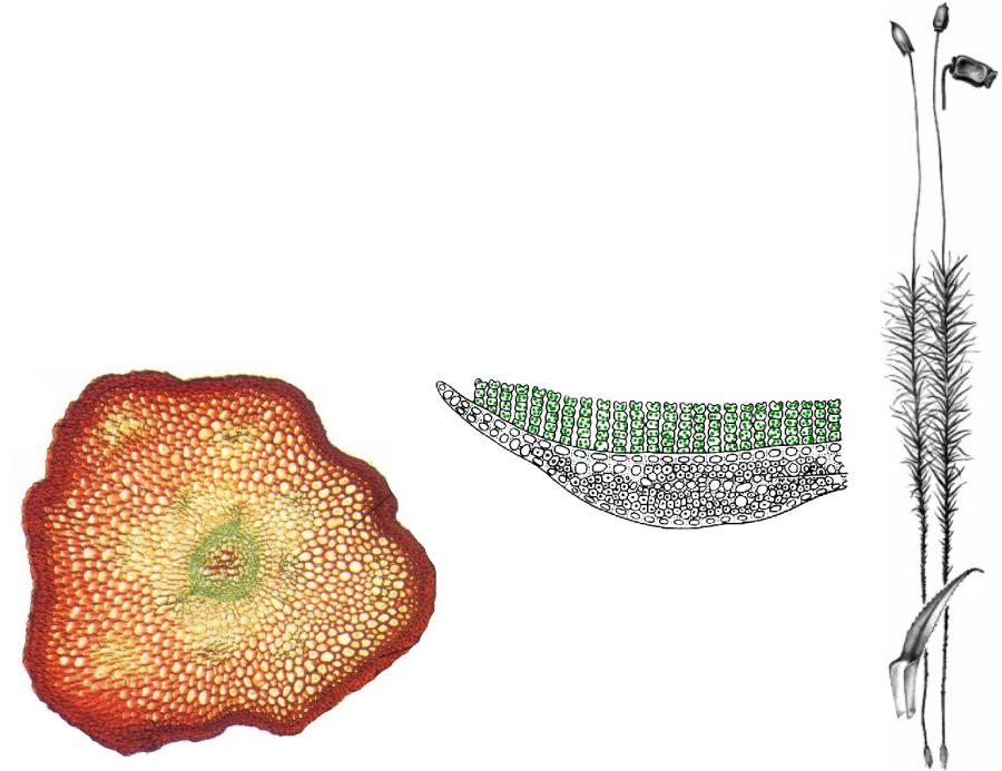 Стебель мхов. Клетка Кукушкина льна. Строение клетки Кукушкина льна. Кукушкин лен Ксилема. Кукушкин лен под микроскопом.