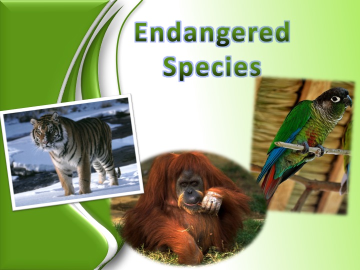 13. Endangered Species (1)