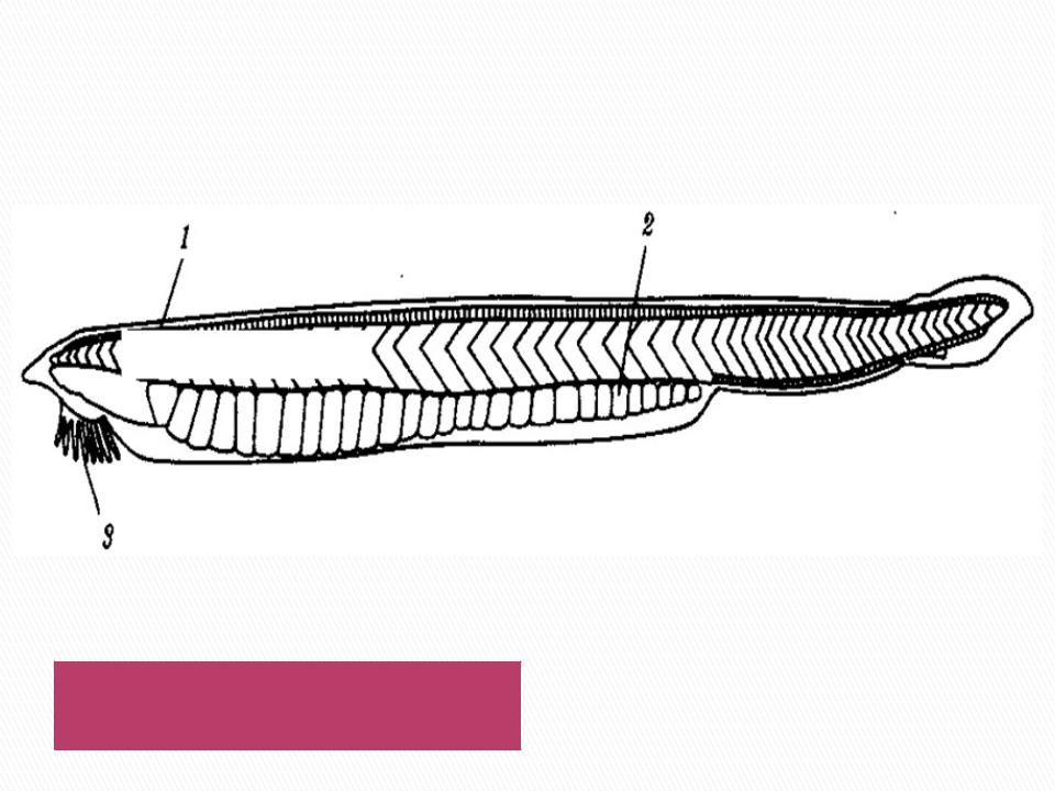 На рисунке внутренний скелет ланцетника обозначен цифрой