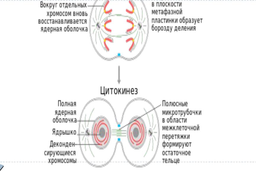 Из материнской клетки образуются 2 дочерние - 3/48