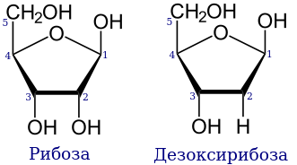 Рибоза 2 дезоксирибоза. Рибоза строение. Циклические формулы рибозы и дезоксирибозы. Циклическая дезоксирибоза. Структура рибозы и дезоксирибозы.