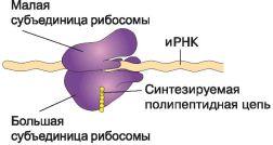 Вопрос 29. Рибосомы, их строение и функции.