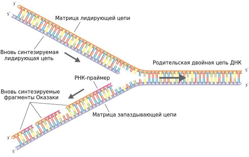 Как называются цепи днк. Репликация ДНК Репликационная вилка. Репликация ДНК ФРАГМЕНТЫ Оказаки. Синтез лидирующих цепей репликации ДНК. Синтез лидирующей дочерней цепи ДНК.