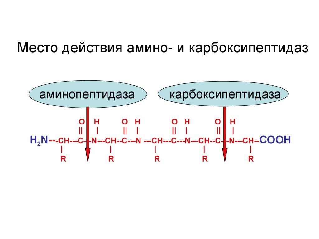 Какой фермент способен расщеплять пептиды. Карбоксипептидаза биохимия. Карбоксипептидаза а расщепляет пептидные связи. Механизм активации карбоксипептидазы. Карбоксипептидаза реакция.
