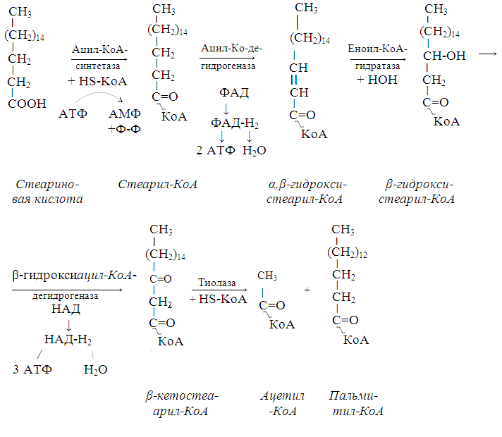 Схема окисления ацетил коа до углекислого газа и воды