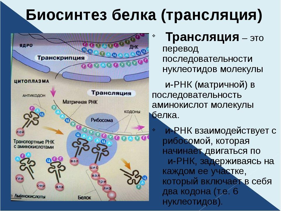 Второй этап трансляции. Процессы трансляции биосинтеза белка. Этапы трансляции биосинтеза белка. Трансляция это Биосинтез РНК. Трансляция биология Биосинтез.