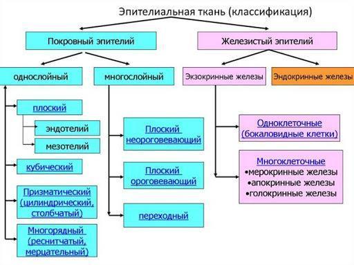 Покровный эпителий - CollectPhoto.ru