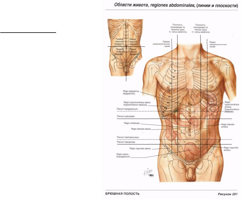 Внутренняя часть живота. Органы человека справа сбоку. Анатомия человека левая сторона сбоку. Анатомия человека правая подвздошная область.