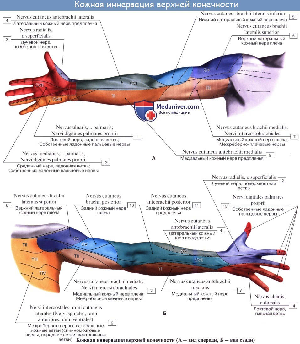 Лучевой нерв анатомия иннервация. Схема иннервации лучевого нерва. Анатомия лучевого нерва на предплечье и кисти. Иннервация кисти анатомия.