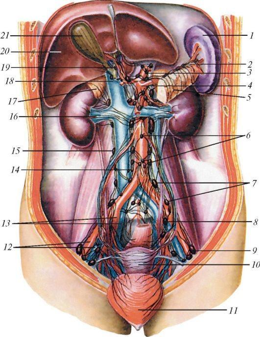 Анатомия внутренних органов женщины фото. Брюшная полость человека органы мужчины. Анатомия человека внутренние органы брюшной полости. Строение человека внутренние органы мужчины брюшной полости. Расположение внутренних органов у женщин.