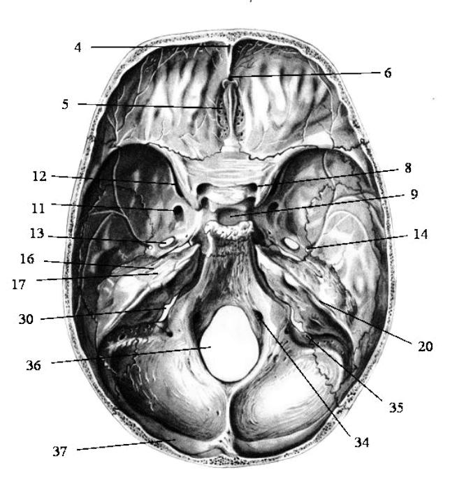 Мозговое основание черепа. Внутреннее основание черепа анатомия. Основание черепа Черепные ямки. Внутреннее основание черепа Синельников. Внутренняя поверхность основания черепа анатомия.