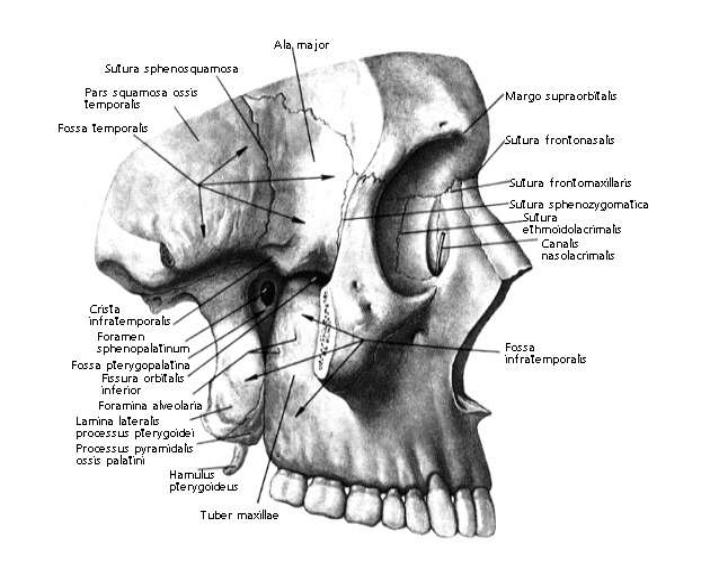 Сообщение глазницы с крыловидно небной ямкой. Подвисочная ямка верхней челюсти. Ямки черепа височная подвисочная крылонебная. Латеральная пластинка крыловидного отростка. Подвисочная кость верхней челюсти.