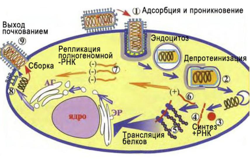 Презентация на тему: Вирус бешенства
