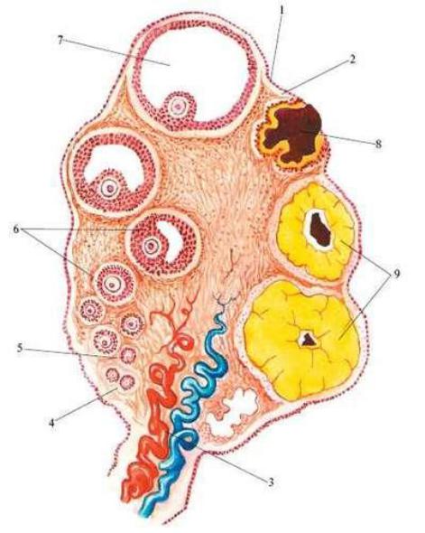 Внутреннее строение яичника. Строение яичника анатомия. Строение яичника рисунок. Белочная оболочка яичника. Зарисовать строение яичника.