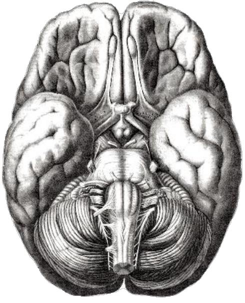 Поверхность головного мозга имеет. Базальная поверхность головного мозга анатомия. Нижняя поверхность мозга. Головной мозг снизу анатомия. Нижнее основание головного мозга.