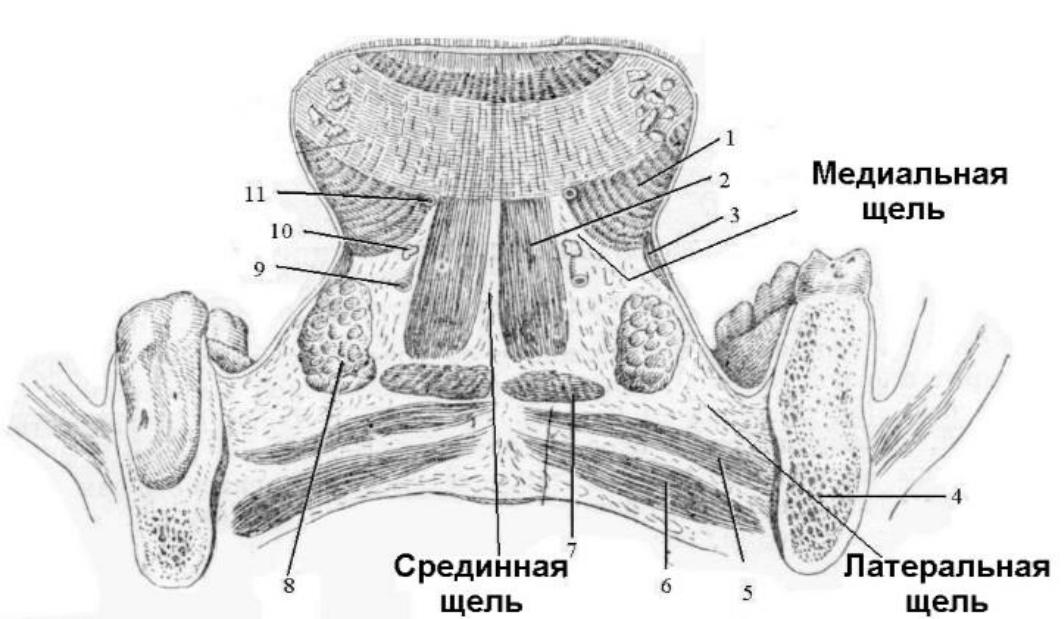Пространства полости рта. Клетчаточные пространства дна ротовой полости. Клетчаточное пространство дна полости рта анатомия. Топографическая анатомия клетчаточных пространств дна полости рта. Флегмона дна полости топографическая анатомия.
