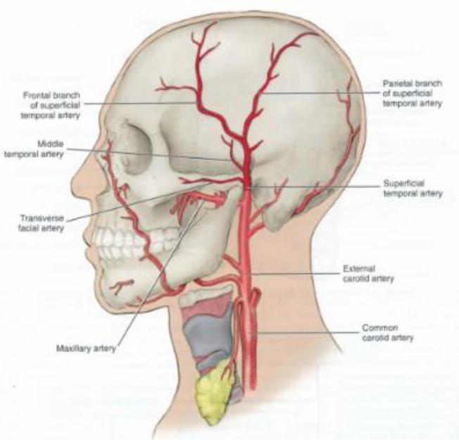 Сонные артерии на лице. Затылочная артерия анатомия. Поверхностная височная артерия анатомия. Артерии поверхностной височной артерии. Затылочная артерия топография.