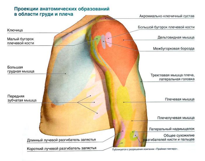 Внутренняя поверхность плеча. Передне-задняя проекция плечевого сустава. Наружная поверхность трети плеча. Внутренняя поверхность плеча анатомия. Задняя поверхность плеч.