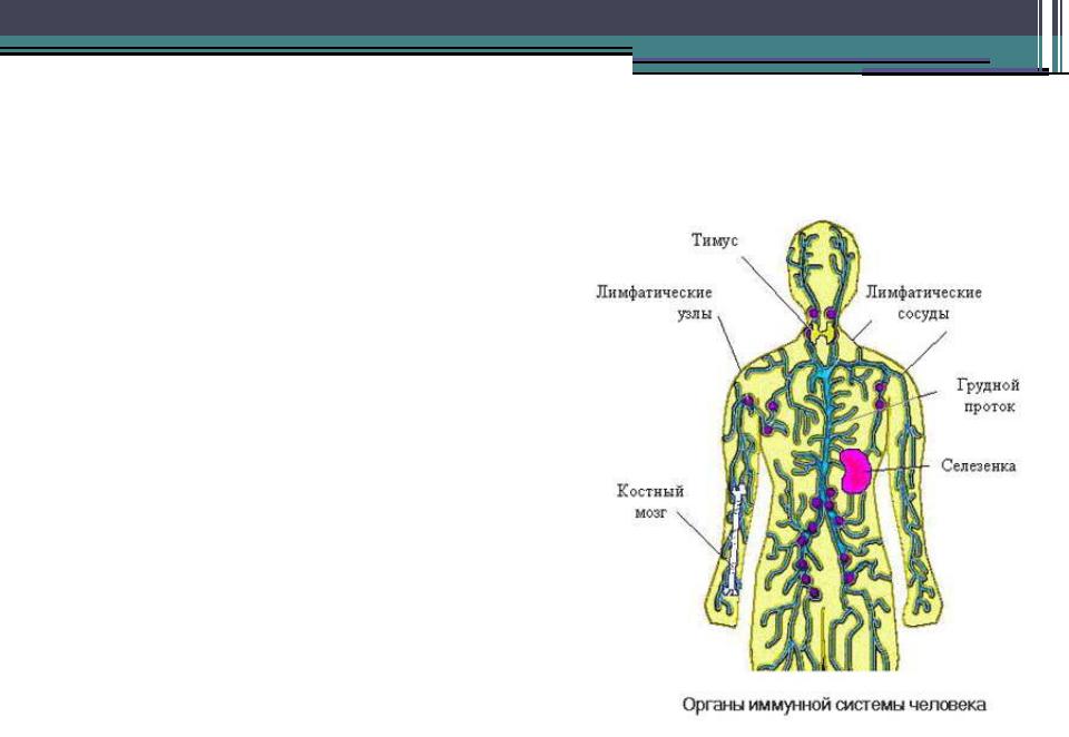 Иммунная система тимус