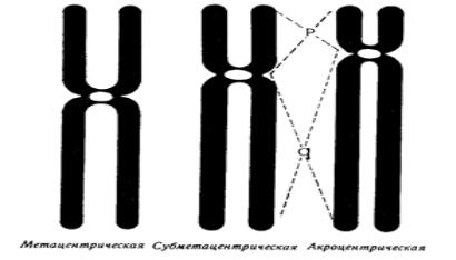 Мужская хромосома 5. 5 Хромосома. Номенклатура хромосом. Номенклатура хромосом человека.