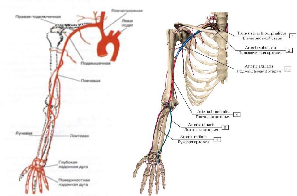 Кровообращение верхней конечности. Схема кровообращения верхней конечности. Схема артерий верхних конечностей строение. Схема артериального кровотока верхней конечности. Артерии верхней конечности анатомия латынь.