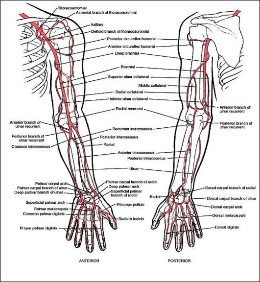 Кровообращение верхней конечности. Артерии верхней конечности схема. Артерии верхней конечности анатомия схема. Сосуды верхних конечностей анатомия схема. Схема артерий верхних конечностей строение.