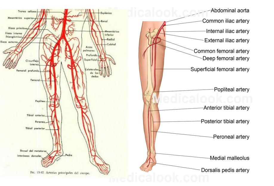 Где находится артерия и вены. Вены и артерии нижних конечностей схема. Артерии система нижних конечностей схема. Кровоснабжение нижней конечности схема вены. Артерии нижних конечностей анатомия схема.