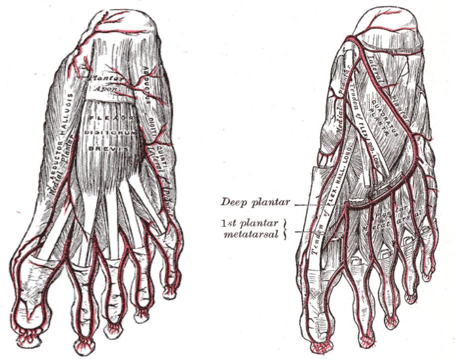 Основные артерии стопы