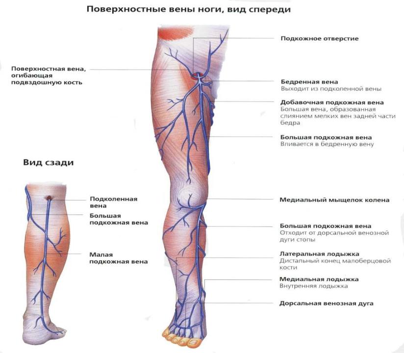 Анатомия вен ноги. Большая подкожная Вена и бедренная Вена. Подкожная Вена нижней конечности анатомия.