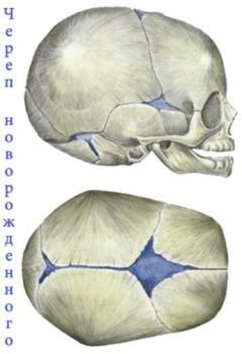 Задний родничок. Роднички черепа новорожденного. Роднички черепа анатомия. Черепной Родничок. Роднички новорожденного анатомия.