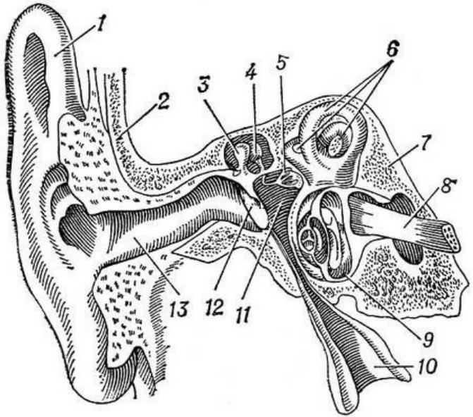 Строение ушной раковины животных. Слуховой анализатор анатомия. Слуховой анализатор 8 класс. Строение уха 8 класс биология. Орган слуха слуховой анализатор 8 класс.
