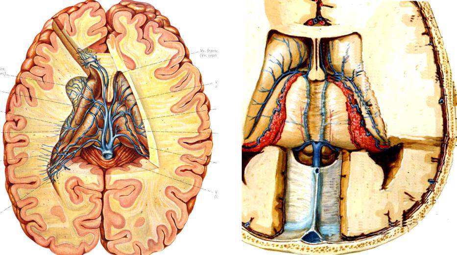 Верхние вены мозга. Вена Розенталя анатомия.