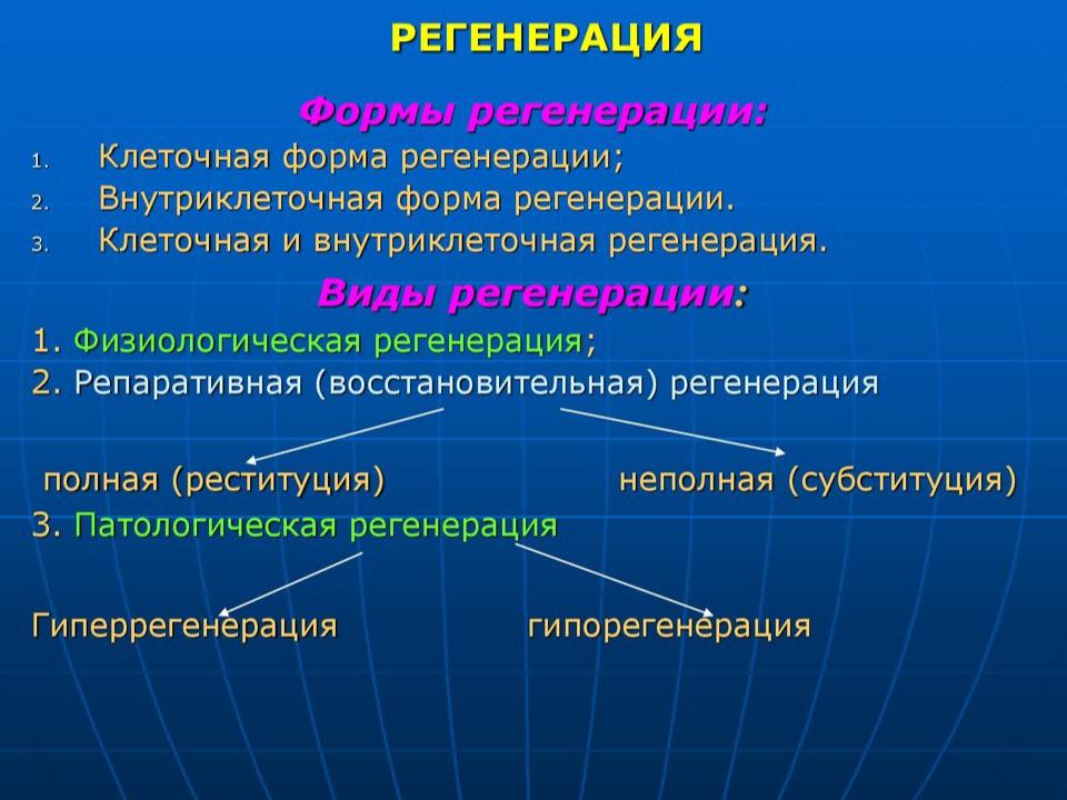 Картинки ЗНАЧЕНИЕ ФИЗИОЛОГИЧЕСКОЙ РЕГЕНЕРАЦИИ