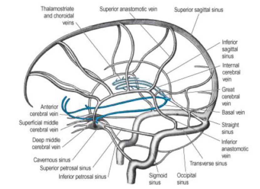 Венозная дисфункция головного мозга. Вены головного мозга синусы твердой мозговой оболочки. Схема венозных синусов твердой мозговой оболочки. Венозные синусы головного мозга схема. Поперечный синус головного мозга.
