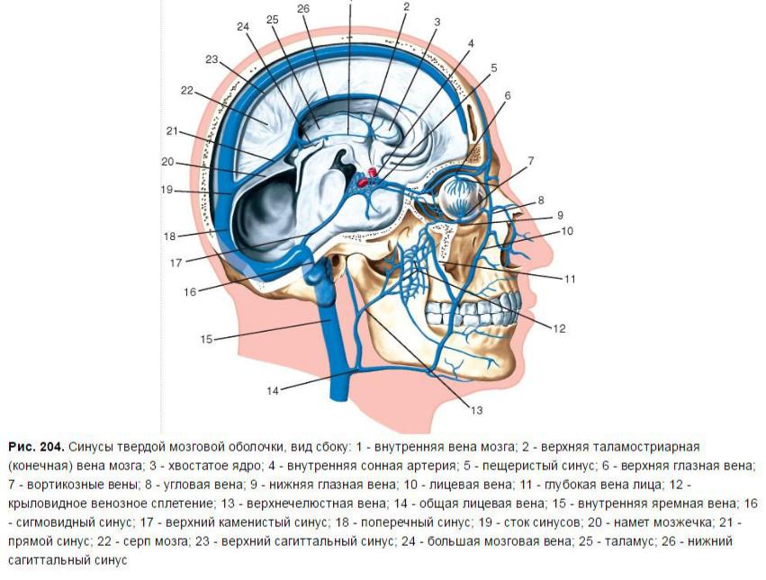 Верхние вены мозга. Вена Галена головного мозга. Вена Галена венозный отток. Анатомия вены Галена головного мозга.