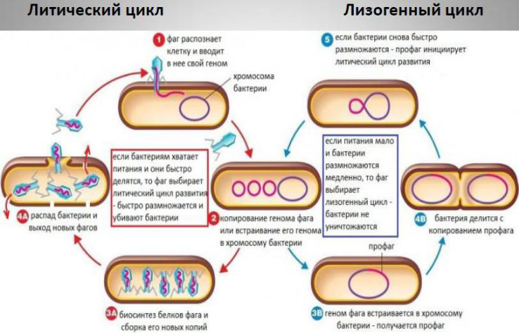 Цикл бактерии. Трансдукция у бактерий. Трансдукция бактериофагов. Специфическая трансдукция у бактерий. Лизогенный цикл фага.