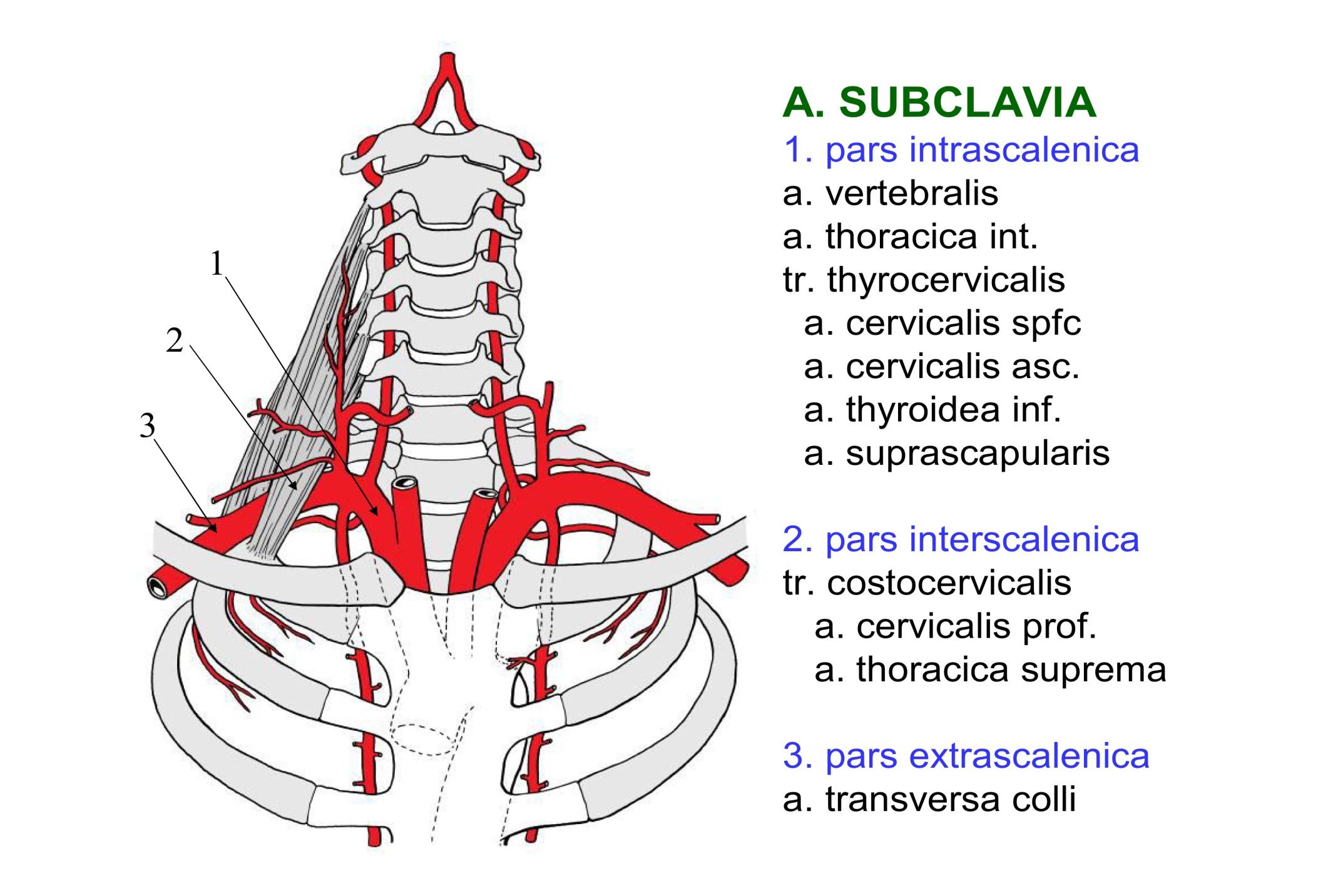 Подключичная артерия. Подключичная артерия анатомия. Ветви подключичной артерии анатомия. 3 Отдела подключичной артерии. Подключичная артерия Неттер.
