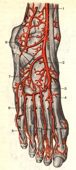 Основные артерии стопы. Артерия тыла стопы анатомия. Тыльная артерия стопы анатомия. Латеральная предплюсневая артерия. Медиальная предплюсневая артерия.