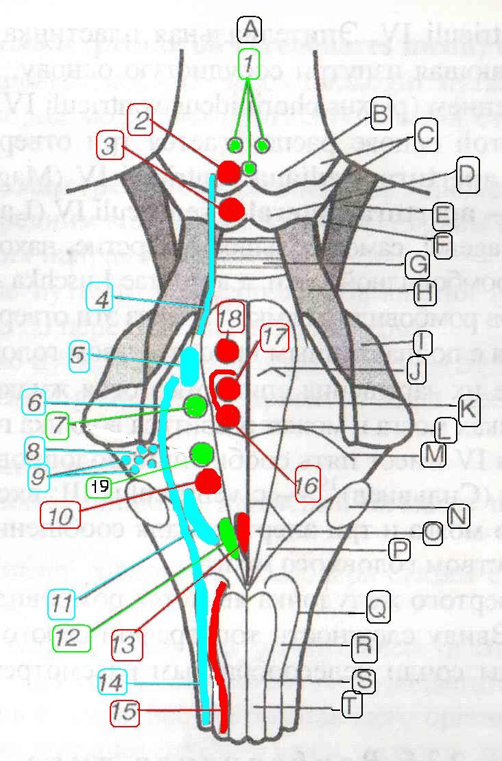 Проекция ядер. Ромбовидная ямка анатомия. Ромбовидная ямка анатомия ядра. Ромбовидная ямка ядра черепных нервов схема. Ядра нервов в ромбовидной ямке.