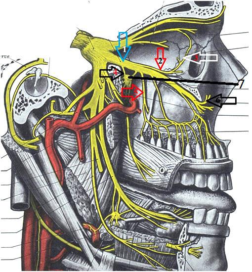 Лицевой нерв челюсти. Иннервация верхней челюсти анатомия. Нижнечелюстной нерв тройничного нерва. Тройничный нерв в челюсти. Иннервация тройничного нерва.