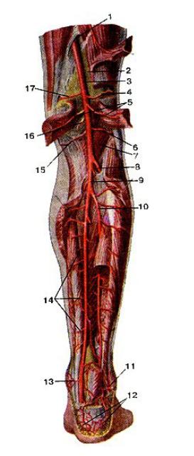 Груберов канал. Подколенная артерия анатомия. Подколенная артерия анатомия топография. Задняя большеберцовая Вена топографическая анатомия. Подколенная артерия и Вена.