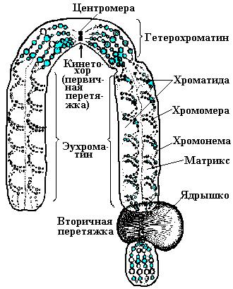 "Критерии вида"