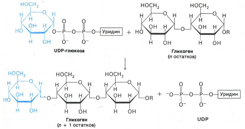 Расщепление гликогена в печени. Глюкозо 1 фосфата из гликогена. Глюкоза 1 фосфат udp Глюкоза. Синтез гликогена из глюкозо-6-фосфата. Синтез и распад гликогена.