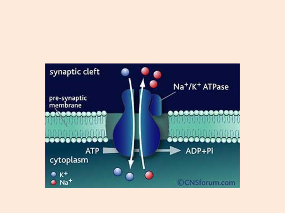   6    NaK-  Quizlet